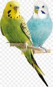 Kuşlarla Söyleşi