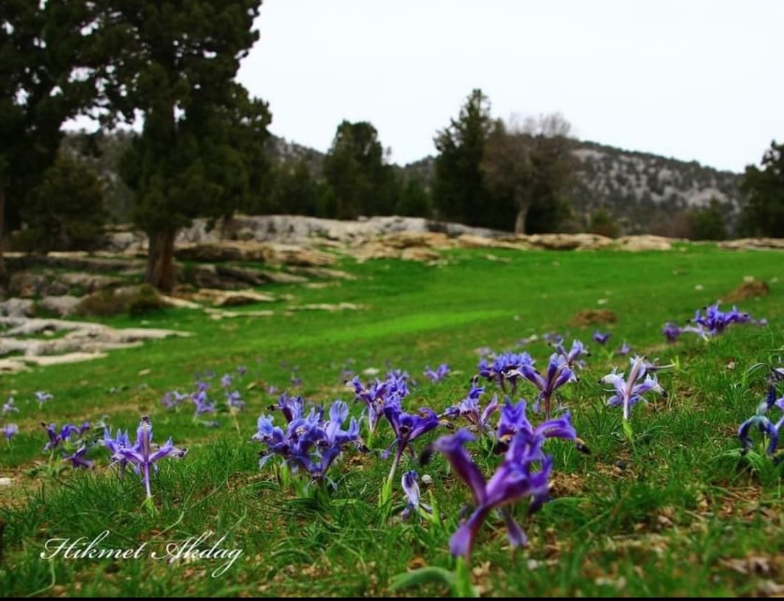 Kardelen