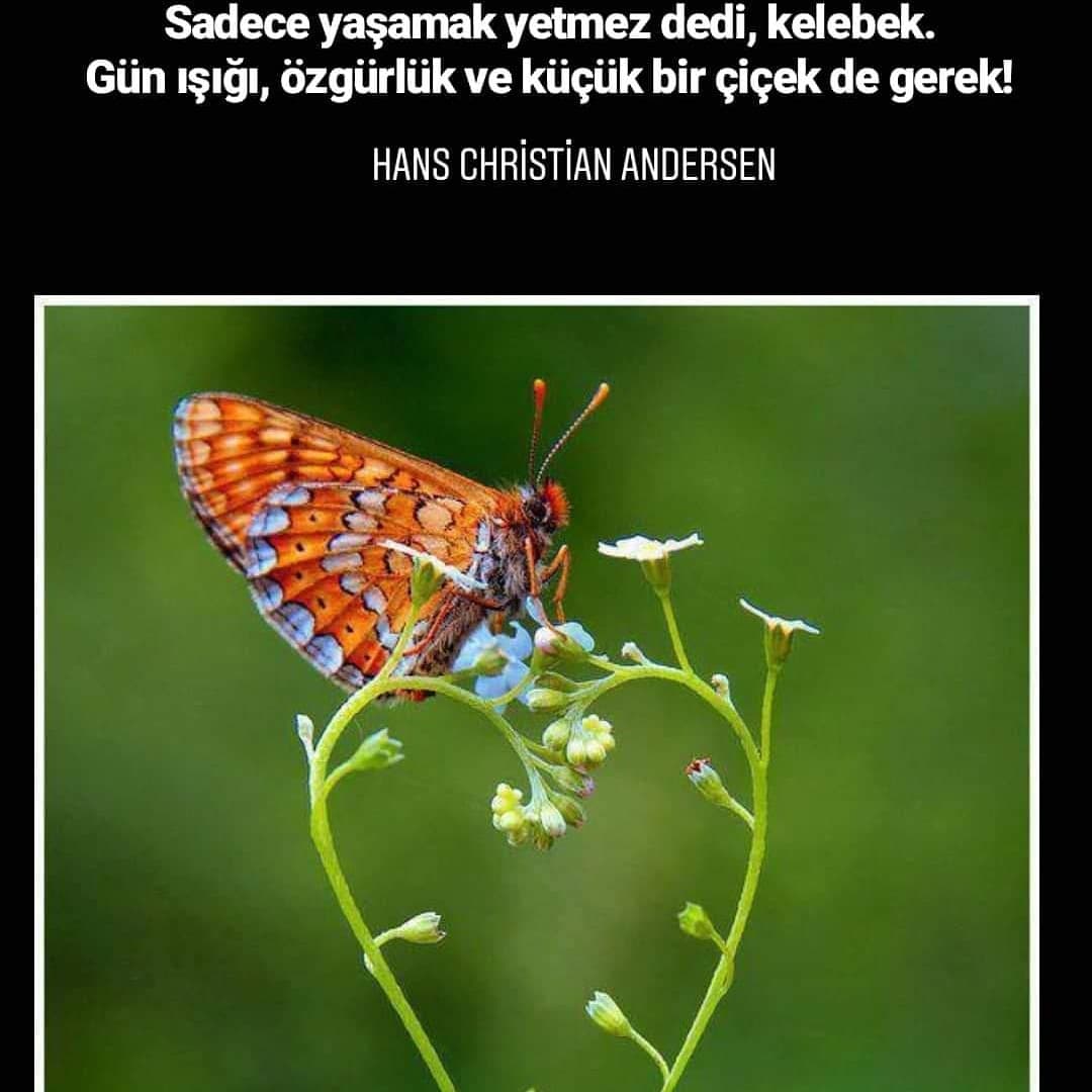 Kasım
