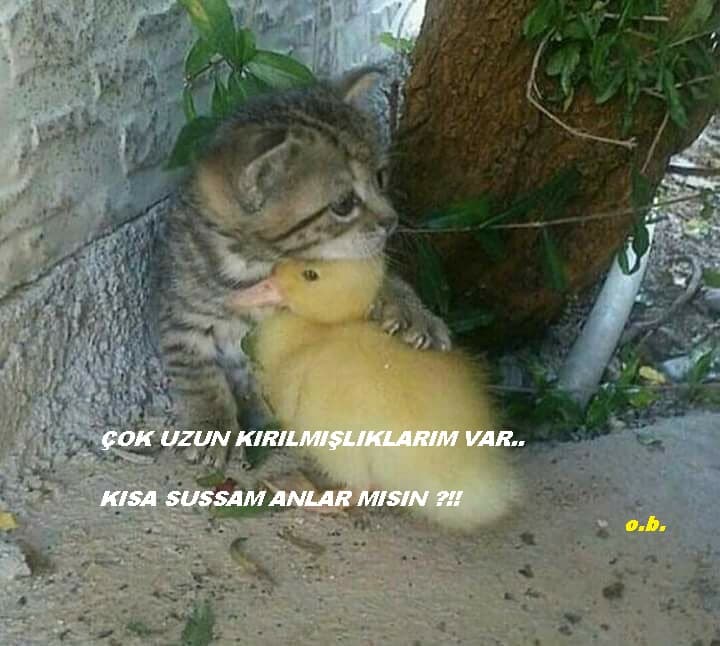 Genlerimiz Sevişiyor Farkında mısın