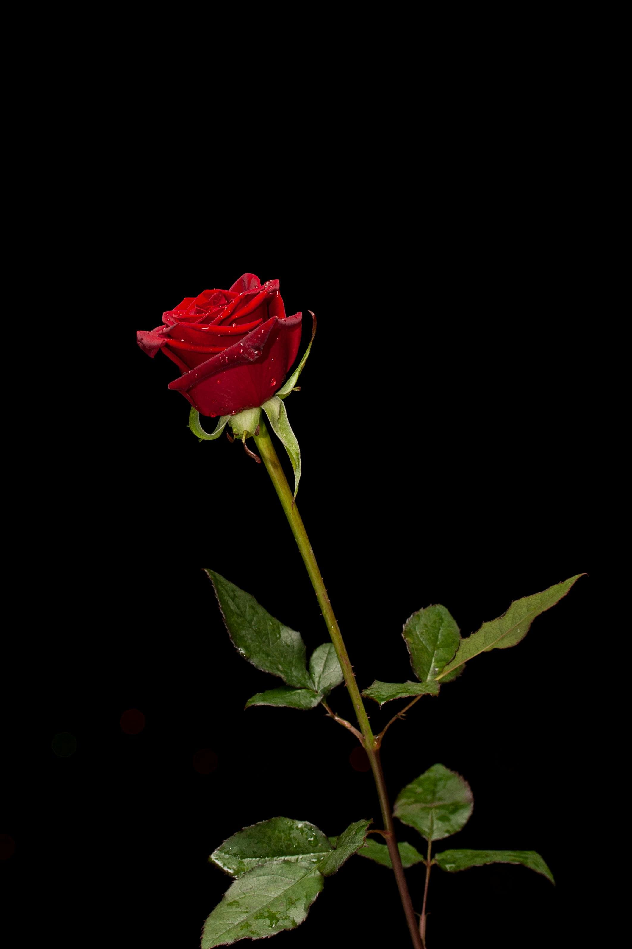 Rosa Maria 2