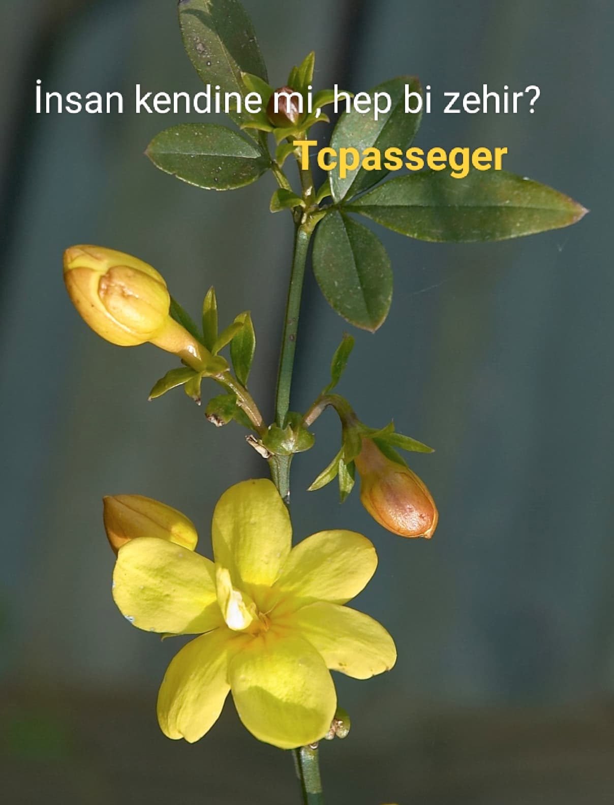 Yasemen Sarısı