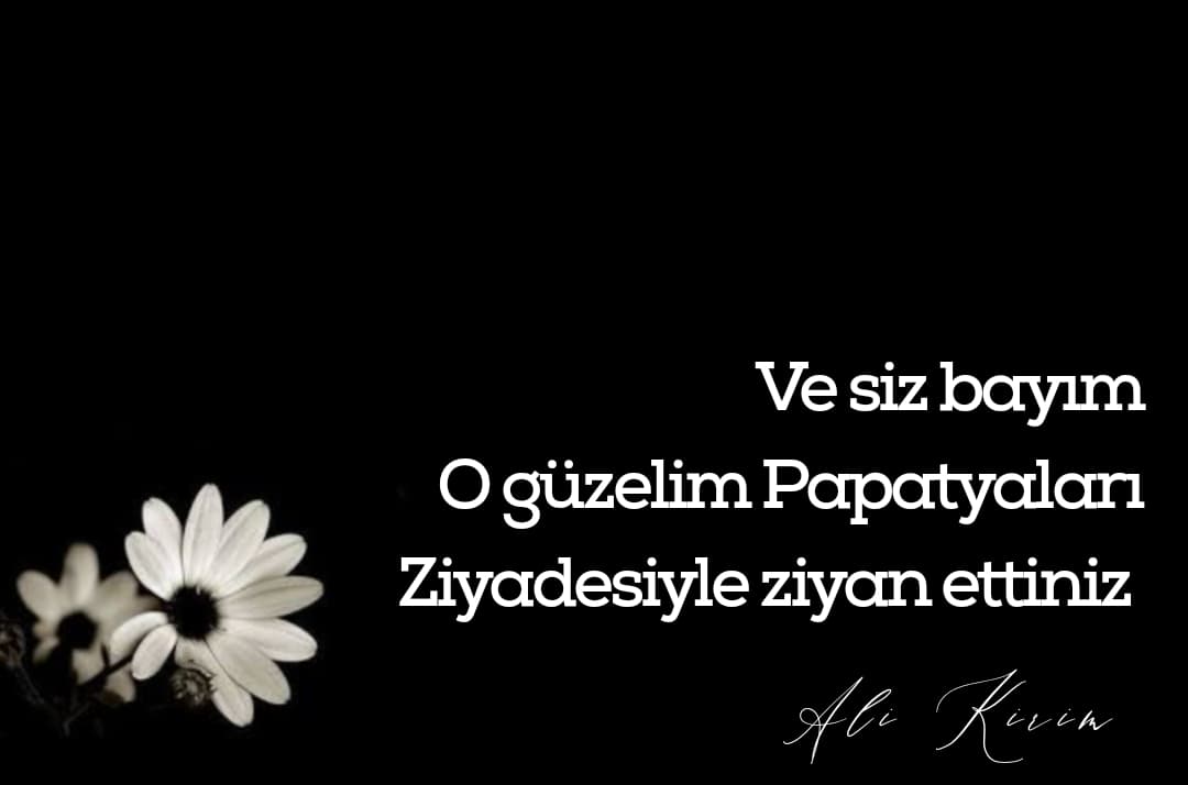 Papatya
