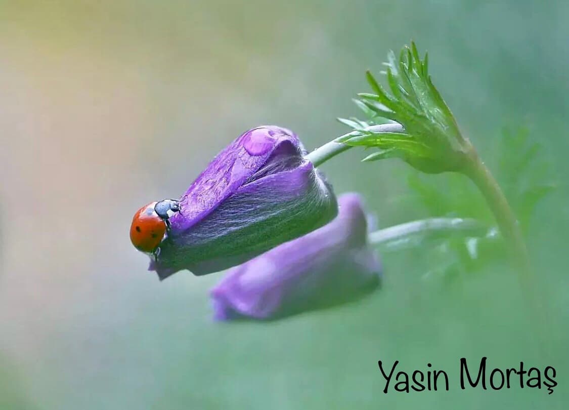 Terli Bir Ninni Soğur Kulağımda