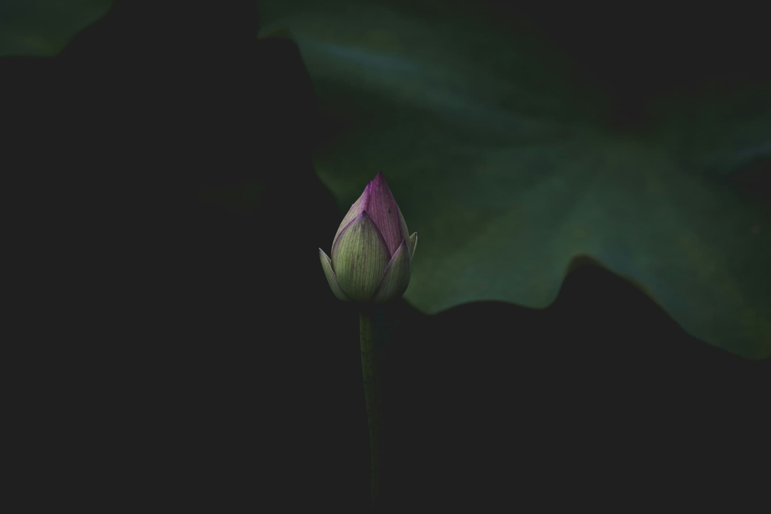 Lotus Çiçeği