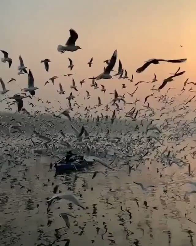 Çalgın Havası