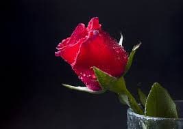 Rosa Maria