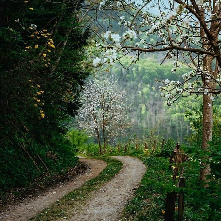 Yol