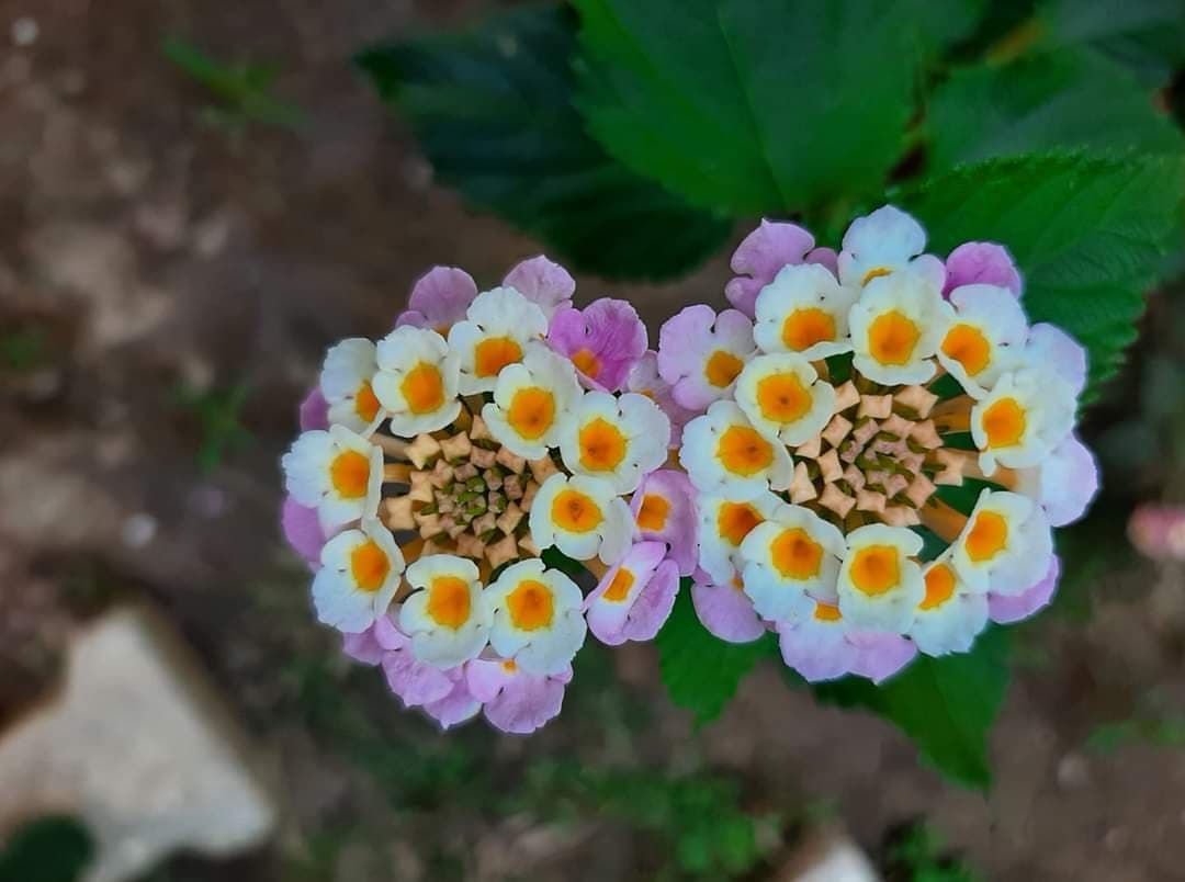 Acısı Dahi Tatlı