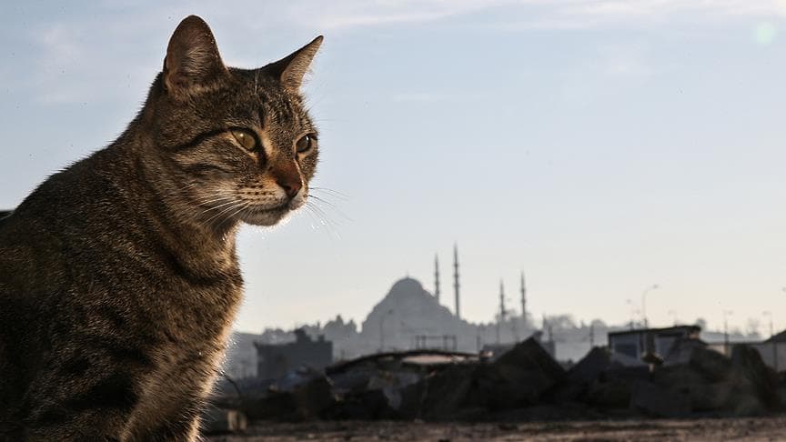 Genetiği Değiştirilmiş Kuyruklu Şiir