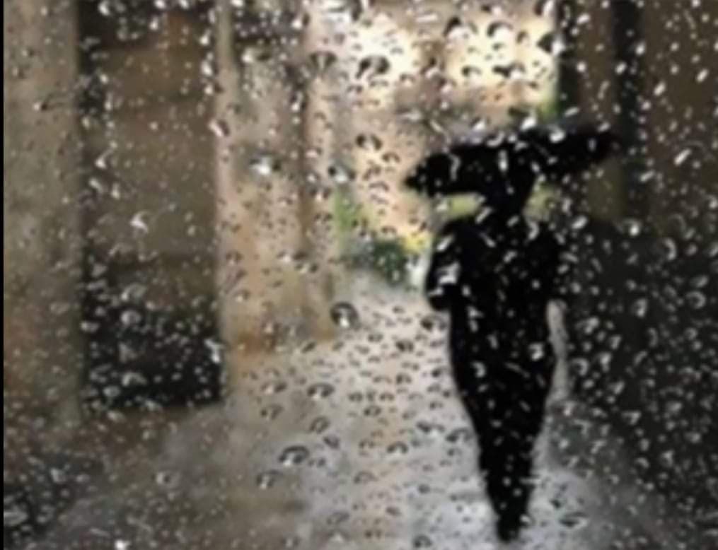 Rüyalarım Sığınak