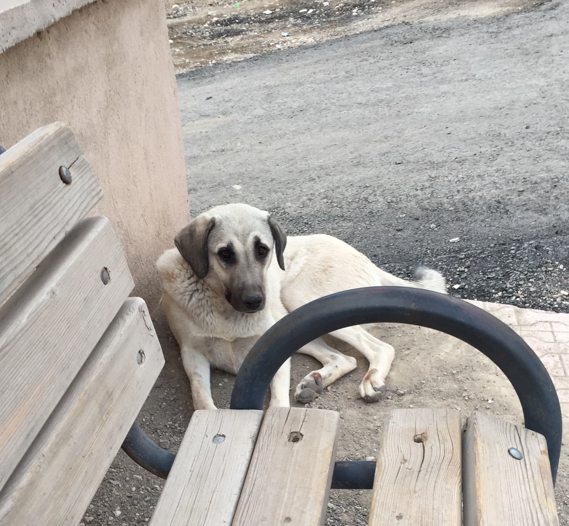 Köpekler Neden İnsanlardan Daha Az Yaşar