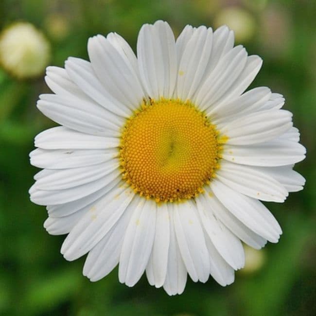 Betül Akdağ