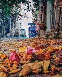 Kasım Senfonisi