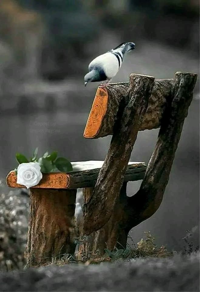Güvercin Telaşı