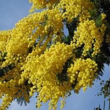 Mimoza