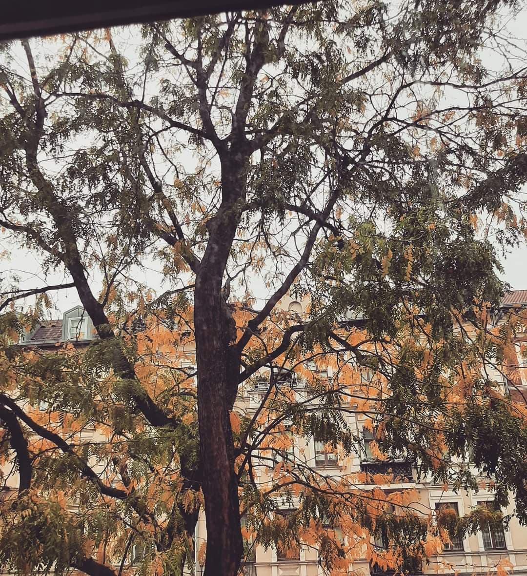 Dikeceği/n Kazık