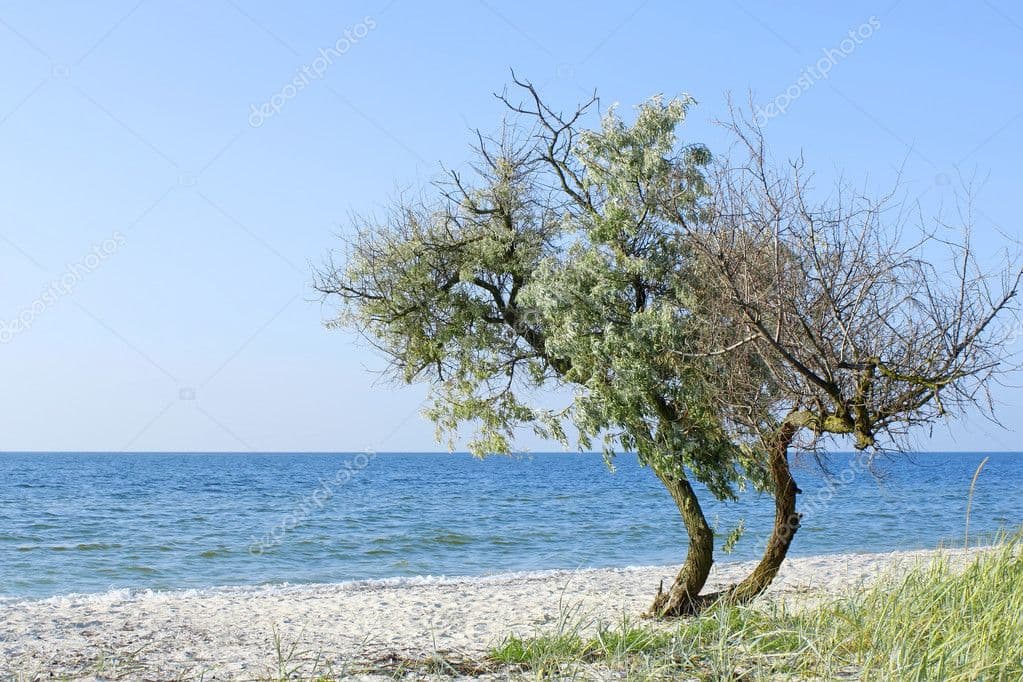 Düş Görümlüğü Göz Mührü