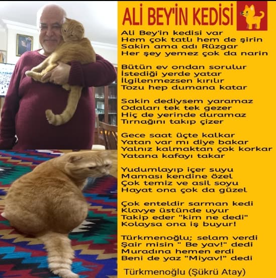 Ali Bey'in Kedisi