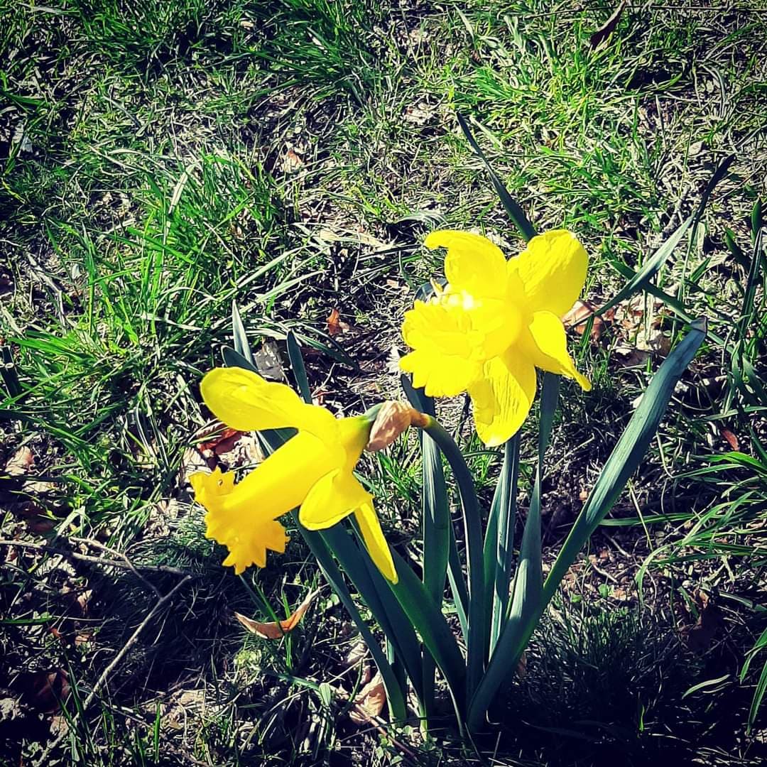 Gönül Gönülde