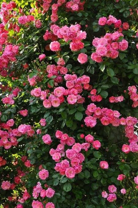 Sarmaşıksın