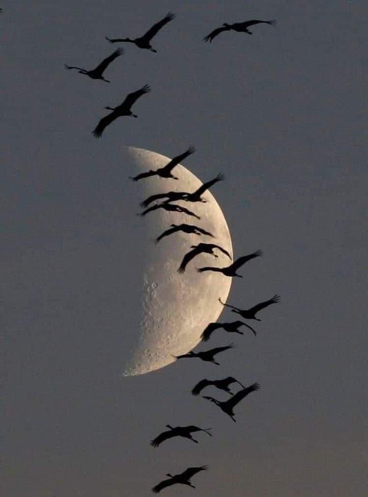 Gönlün Rızası