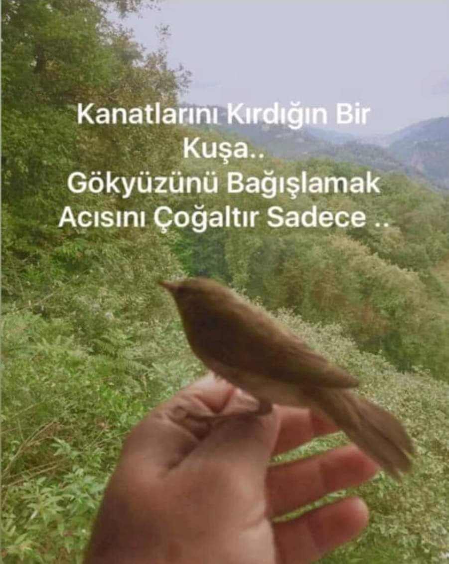 Sahi/p/siz  B/eden