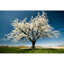 Pastoral İlkbahar