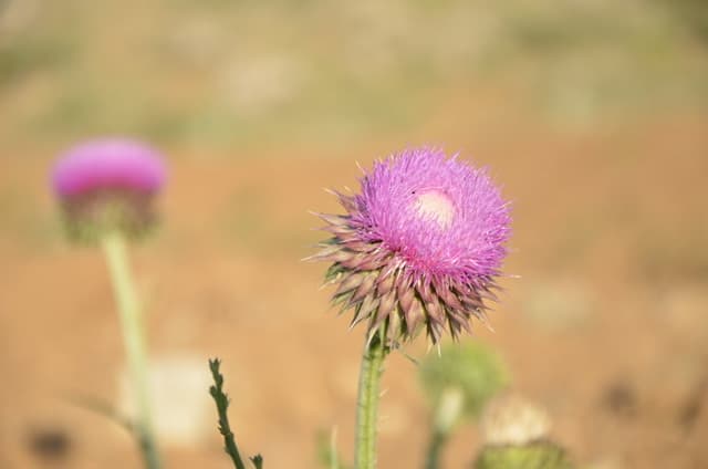 Dağlara Gel Dağlara