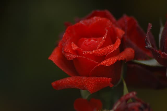 Rosa Maria'ya Mektuplar 1