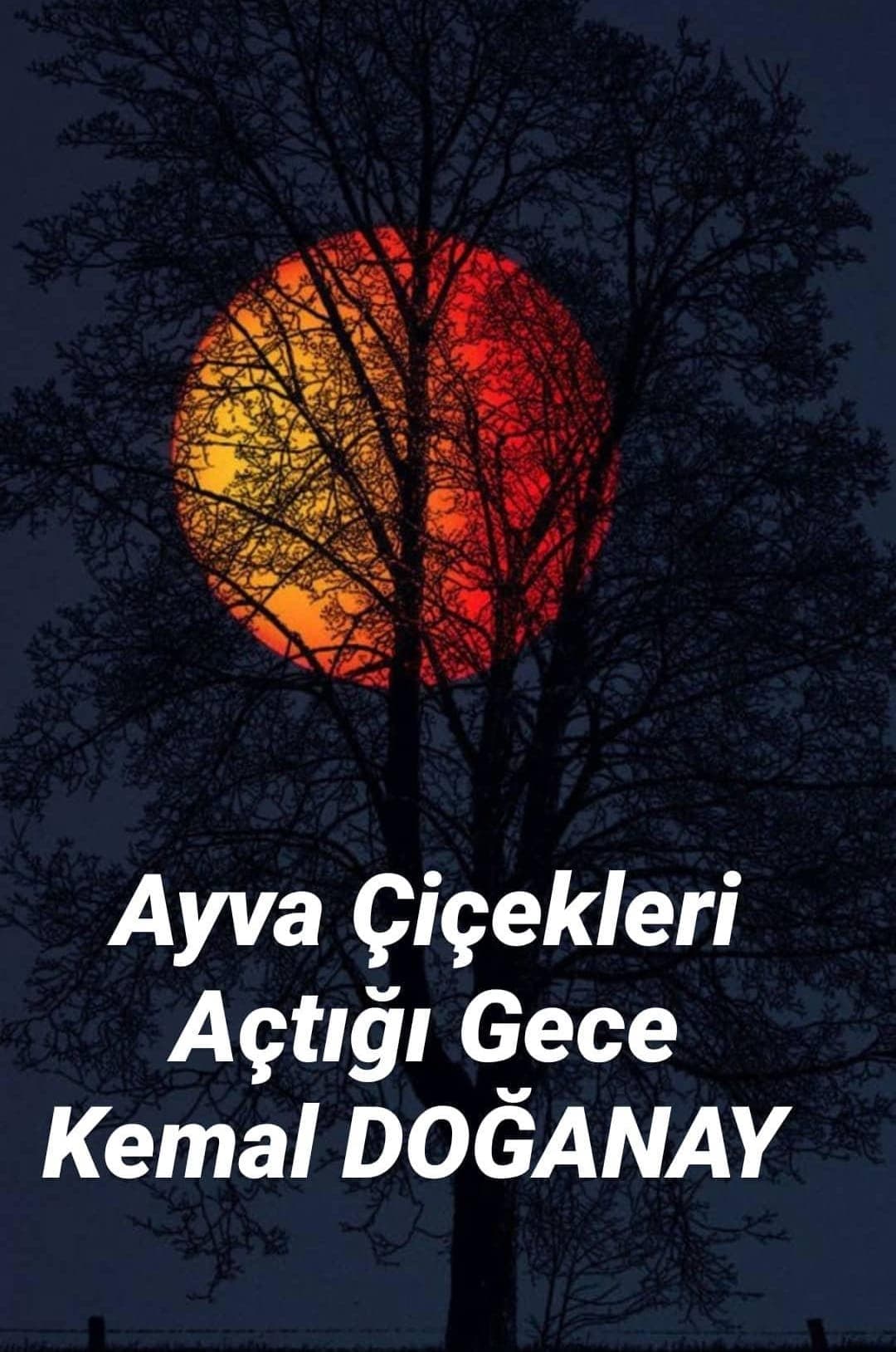 Ayva Çiçekleri Açtığı Gece