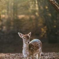 Burak Dağlı