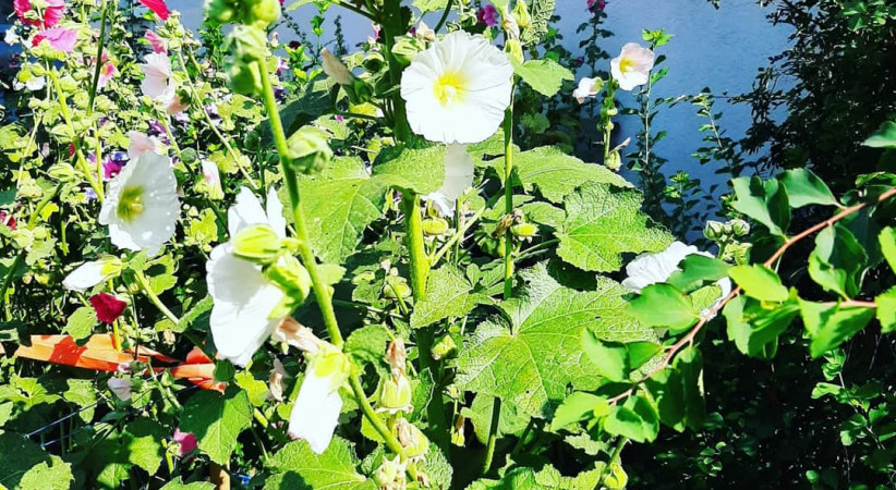 Kahrın Baş Tacı
