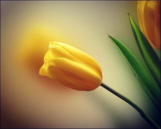 Dile Yar