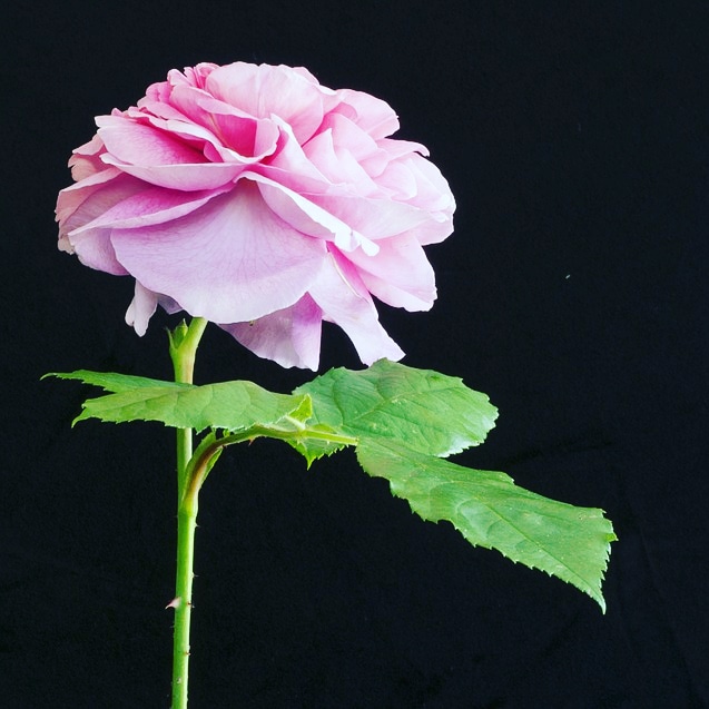 Gülpembe