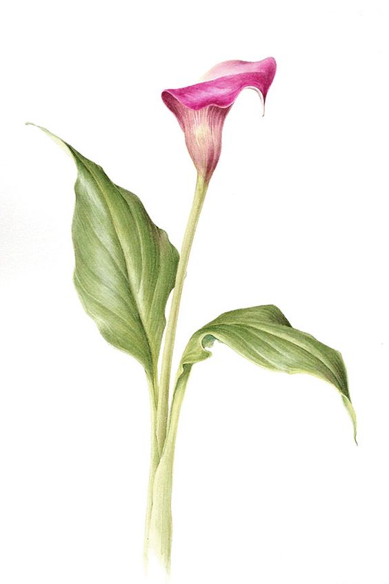 Kalla Zambağı