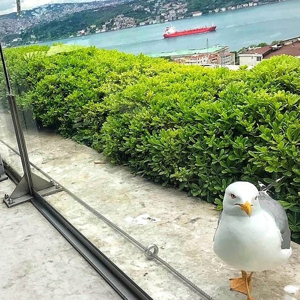 Tuhaf Aşk