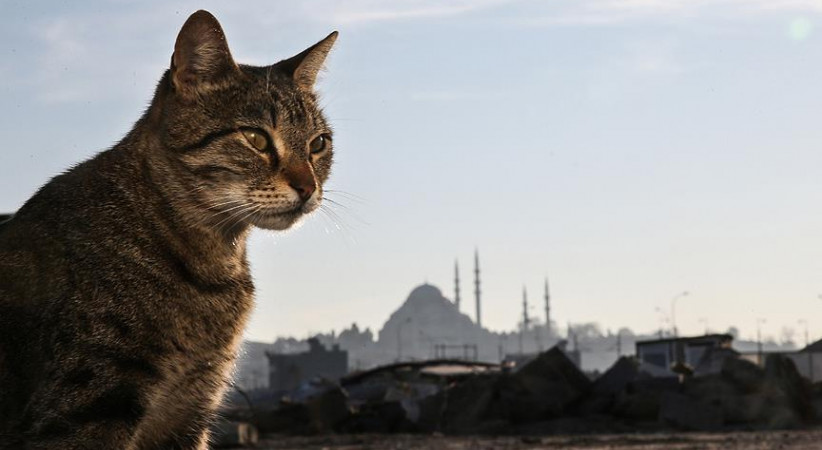 Genetiği Değiştirilmiş Kuyruklu Şiir