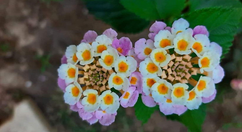 Acısı Dahi Tatlı