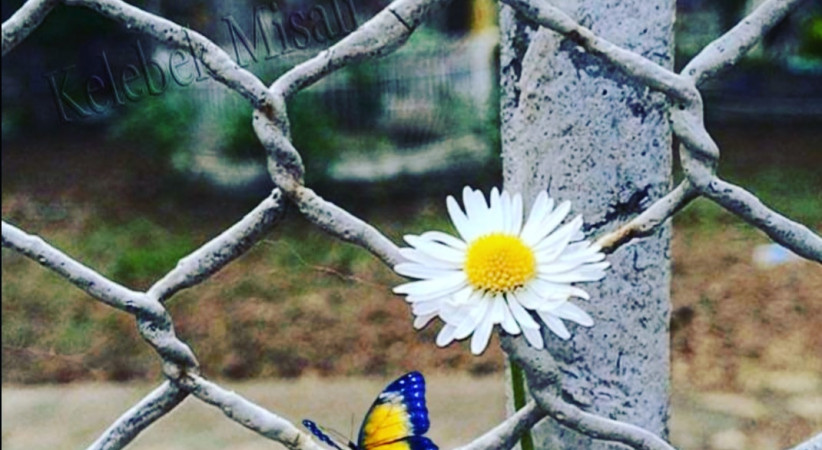 Bir Teselli Misali