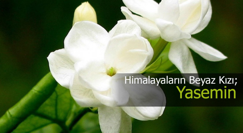Jasminum Nudiflorum /Akrostiş