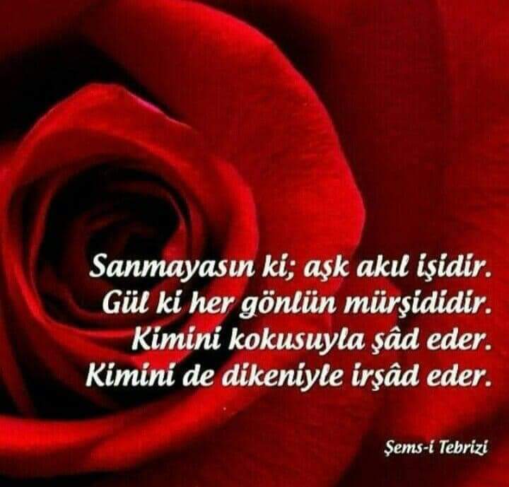 Yürek G/özüm