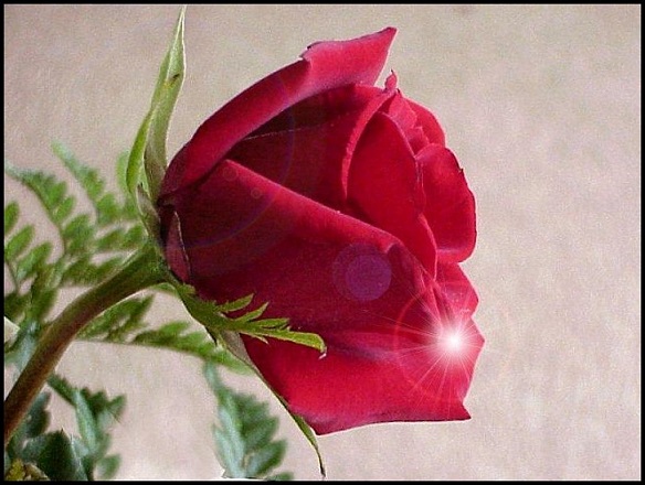 Gül