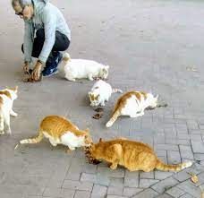 Şimdi Ne Oldu