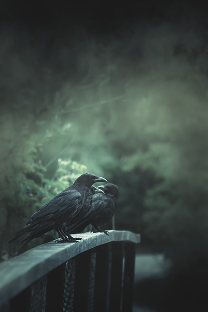 Edgar Allan Poe Ve Kafka