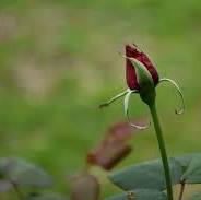 Umut