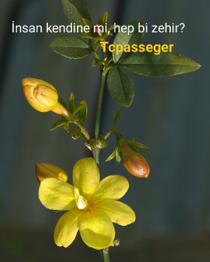 Yasemen Sarısı