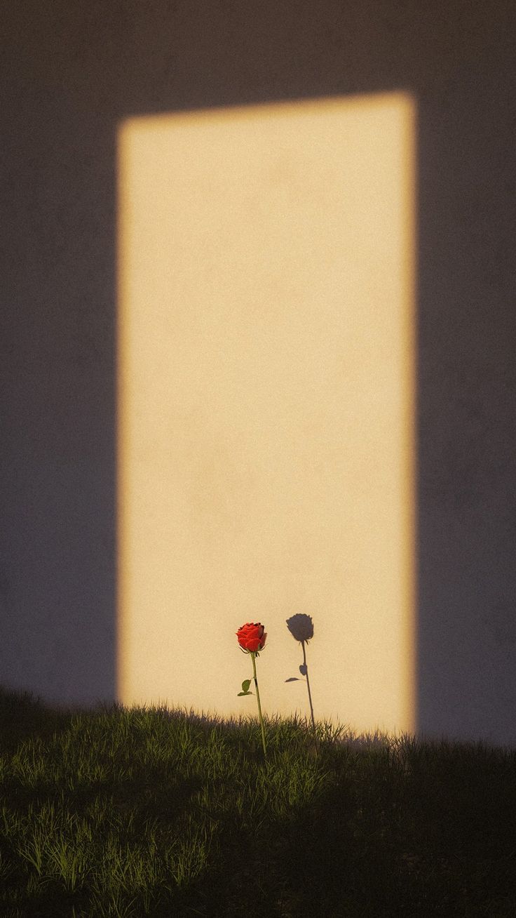 Ölü Mevsim Çiçeği